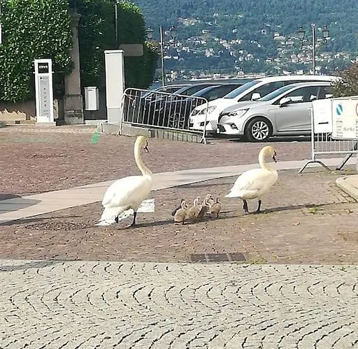 Апартаменты Maggiore